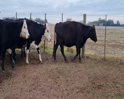 Lote 19 Vacas usadas preñadas en Gral. Viamonte, Buenos Aires