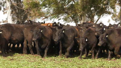 Lote 10 VAQUILLONAS PURAS POR CRUZA