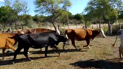 Lote 35 Vacas Braford y sus cruzas en Esquina, Corrientes