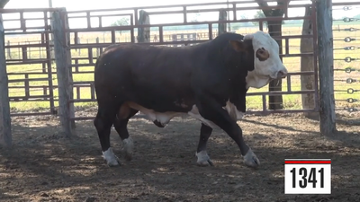 Lote Braford