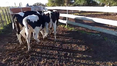 Lote 5 Vaquillonas  Holando 400kg - , Paysandú