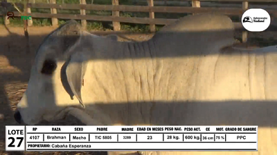 Lote Toros Brahman, Loma Plata