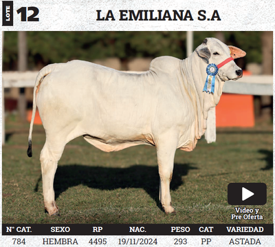 Lote LOTE 12 - BOZAL