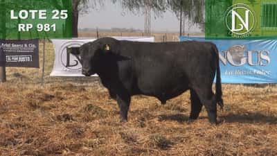 Lote TORO PC ANGUS NEGRO - RP 981