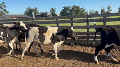 Lote 55 Vaquilla Engorda en Osorno, X Región Los Lagos
