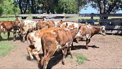 Lote TERNEROS