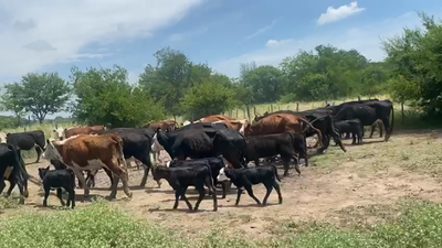 Lote 25 Vacas USADA con cría en Brandsen, Buenos Aires