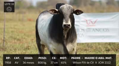 Lote LOTE 33