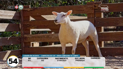 Lote LOTE 54