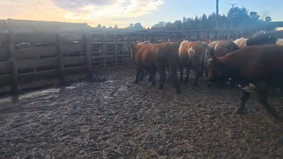 Lote 20 Novillo Gordo en Los Ángeles, VIII Región Biobío