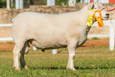 Lote LOTE 53