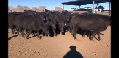 Lote 30 Vaquillonas C/ gtia de preñez en Villaguay, Entre Ríos