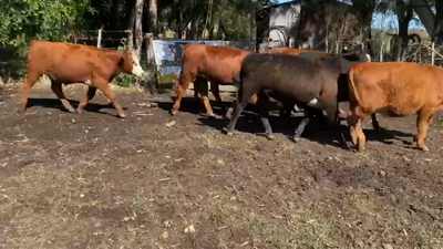 Lote 25 Terneros/as