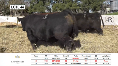 Lote TOROS PP y PC