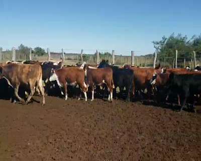 Lote 130 Novillitos en Itatí, Corrientes