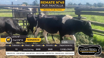 Lote 10 Terneros y Terneras en Sauce, Canelones