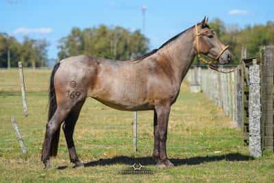 Lote RP 169 - Horma