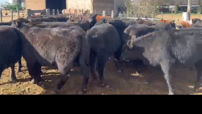 Lote 64 TERNEROS
