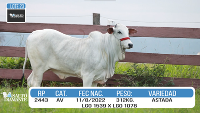 Lote LOTE 23