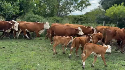 Lote 100 Vacas medio uso C/ cria