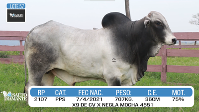 Lote LOTE 57