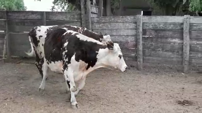 Lote VACAS PI PREÑADAS