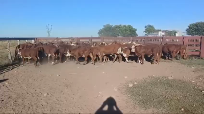 Lote 65 Terneros