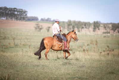 Lote Pedragosa La Magdalena