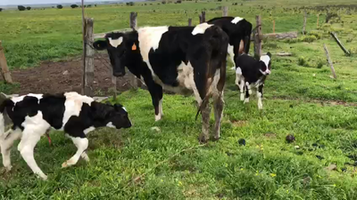 Lote 4 Piezas de cría Holando 350kg -  en Ruta 3 km 120