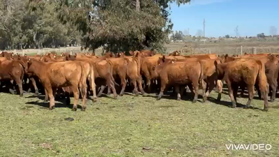 Lote 107 Terneras en Brandsen, Buenos Aires