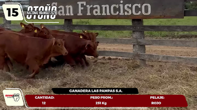 Lote LOTE 15