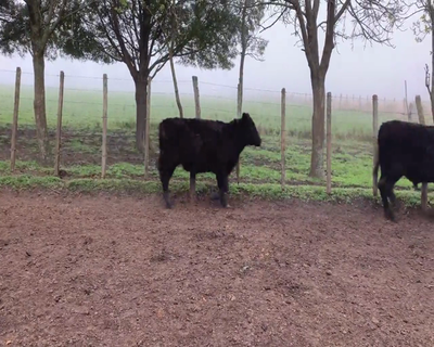 Lote (Vendido)4 Vaquillonas  22 AA,  2 AA X HE,  1 RA X HE 330kg - , Colonia