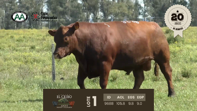 Lote 1 TORO ANGUS