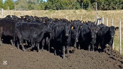 Lote TERNERAS