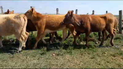 Lote 12 Vaquillonas 1 a 2 años 5 RA,  4 RA x HE,  1 CH,  2 AA x HE 245kg -  en PALMA SOLA