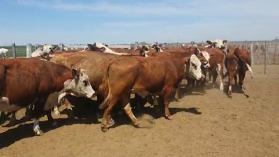 Lote 24 Vacas preñadas Braford en Felicia, Santa Fe