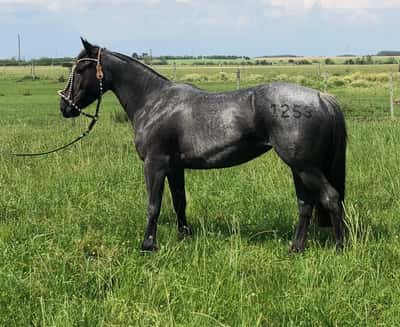 Lote PACÍFICA PÚA