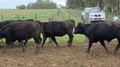 Lote 70 Novillitos