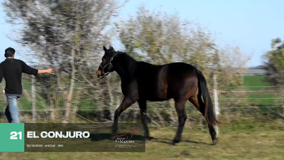 Lote Lote 21