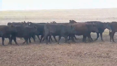 Lote (Vendido)20 Terneras ANGUS COLORADAS 200kg -  en VIBORAS Y VACAS