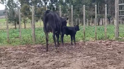 Lote (Vendido)2 Piezas de cría en EL CORONILLA