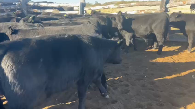 Lote 37 Ternero en Coyhaiqeu, XI Región Aysén