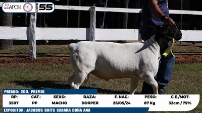 Lote LOTE 55
