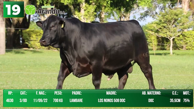 Lote LOTE 19