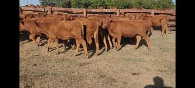 Lote 51 Terneros/as en Villaguay, Entre Ríos