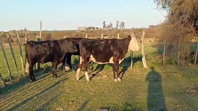 Lote (Vendido)3 Vacas de Invernada 390kg -  en LA CONCORDIA