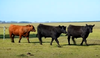 Lote 3 Toros PPI 2 años