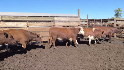 Lote 20 Vaquilla Gorda en Los Ángeles, VIII Región Biobío