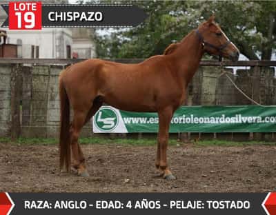 Lote CHISPAZO