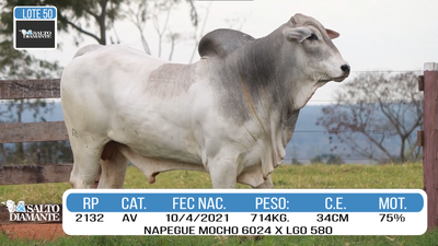 Lote LOTE 50